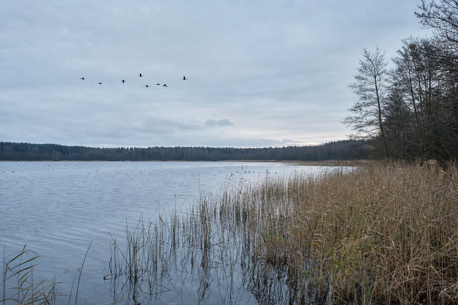 Müritz-Ufer mit Schilf und weitem Wasser im Nationalpark