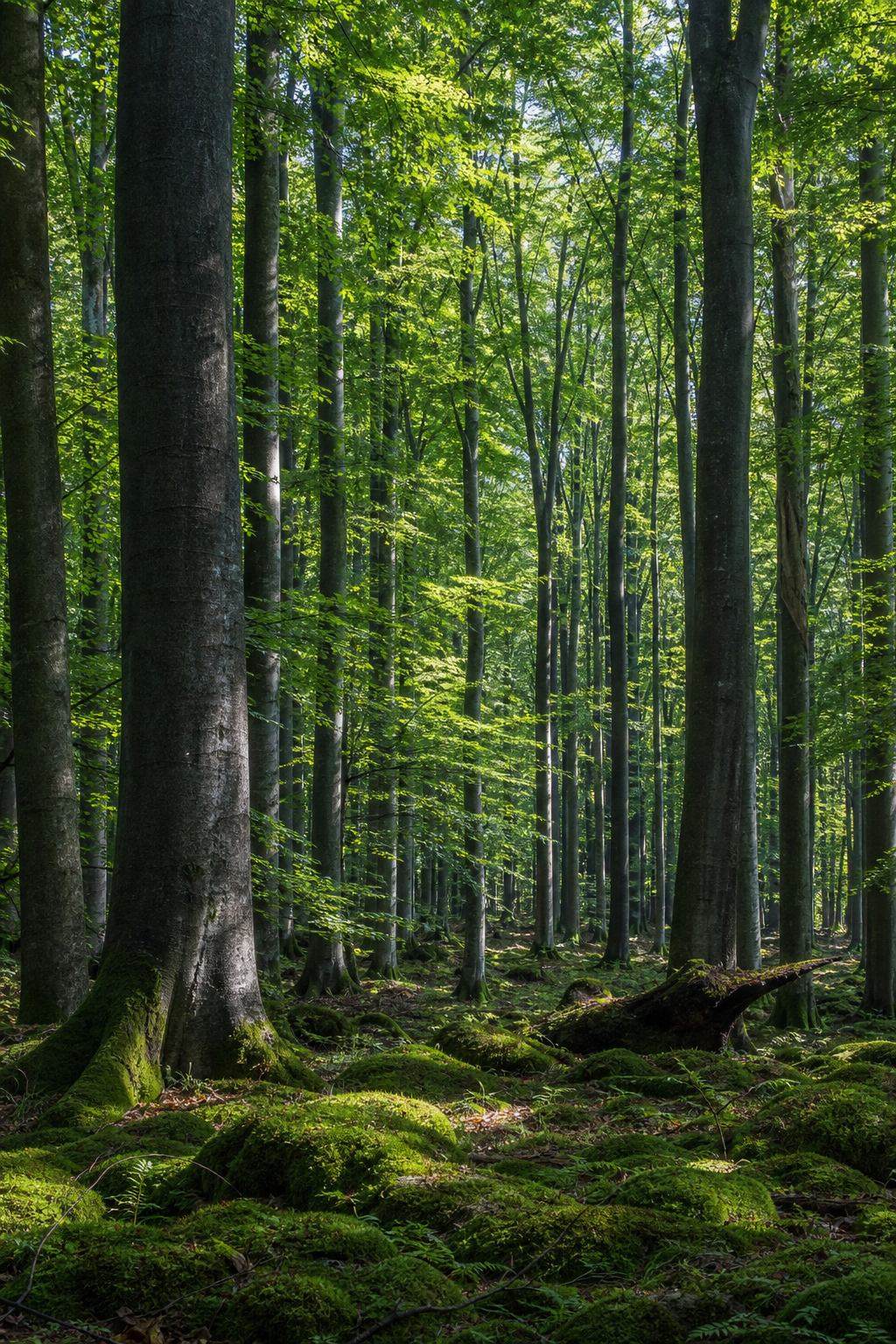 Hohe Buchen im UNESCO-Wald Serrahn mit grünem Unterholz
